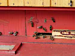 Bienen am Flugloch.